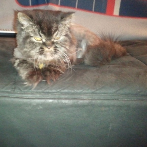 Meet your Posher, LisaMarie - Picture 8 of 8